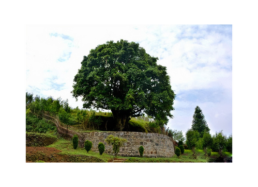The world's oldest surviving wild tea tree, the world's oldest ancient tea tree