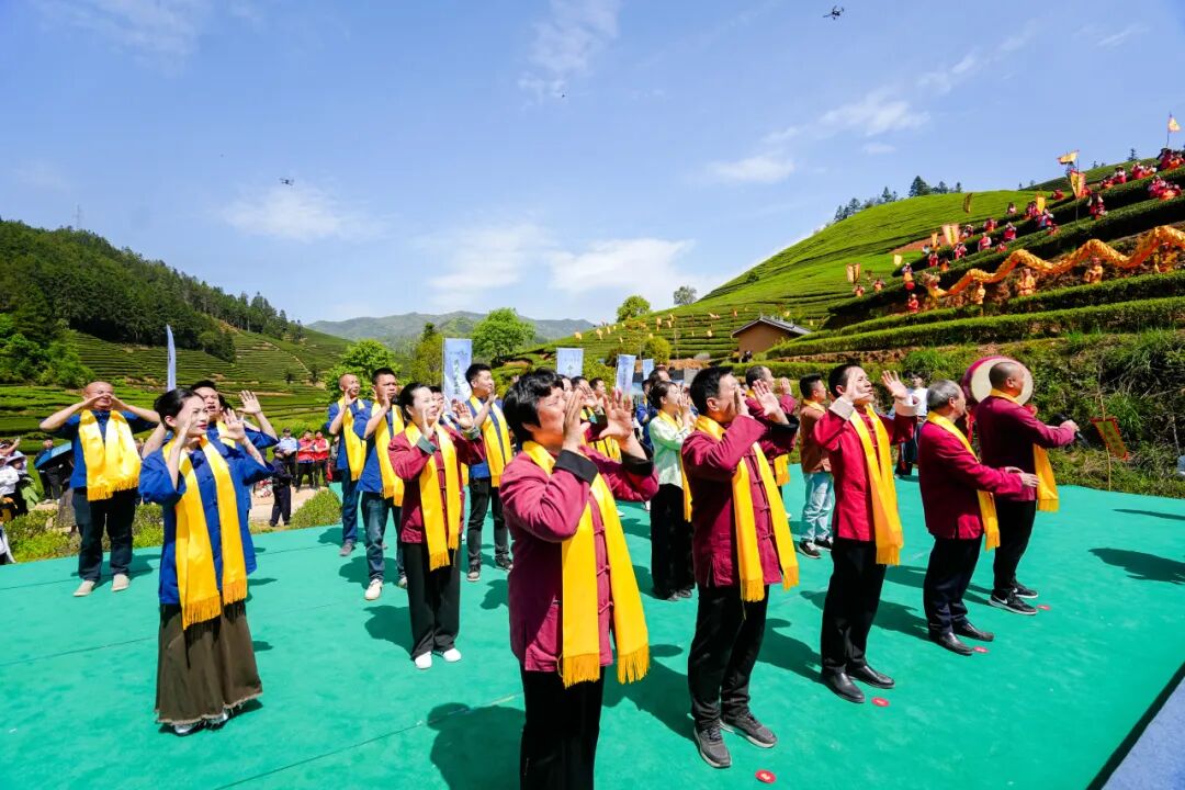 Wuyishan Tea Picking Festival: A Symphony of Spring Tea and Culture