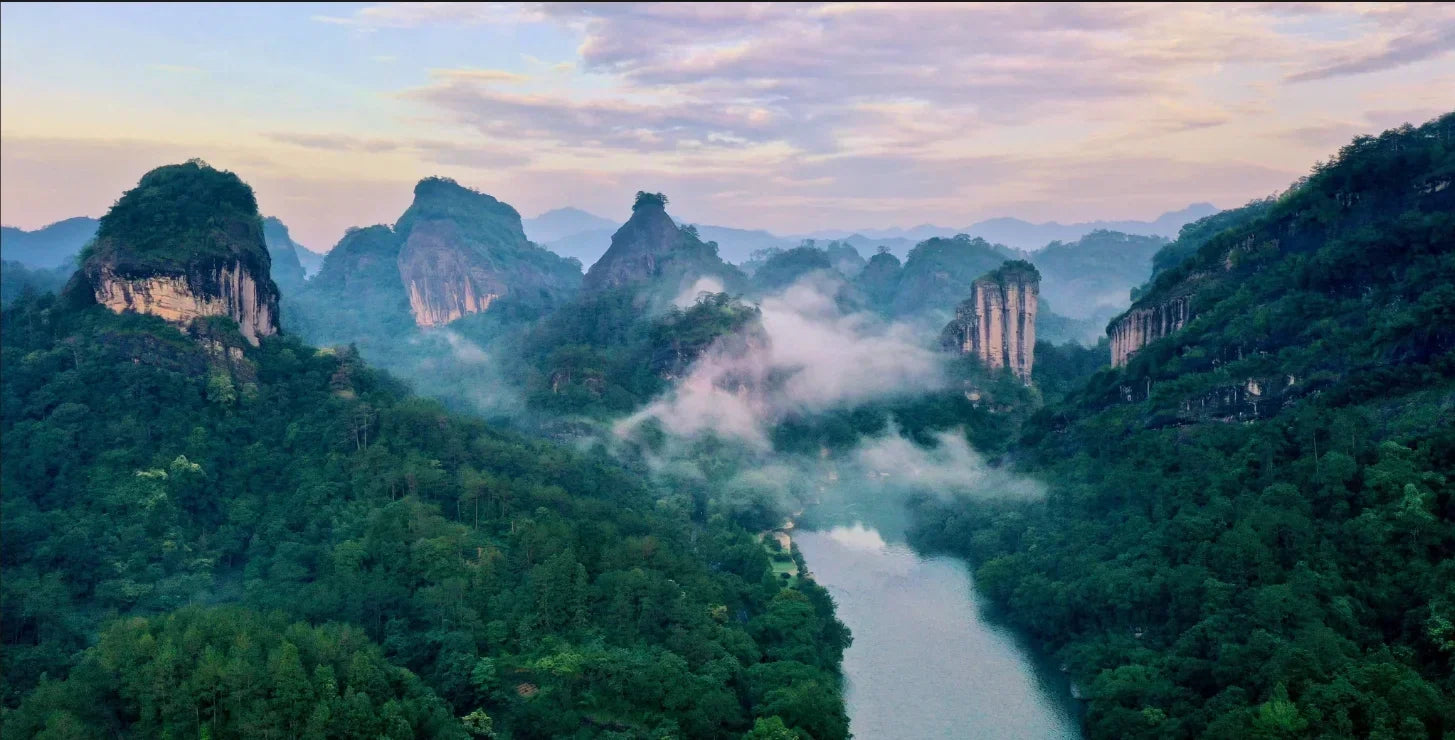 From Cliff to Cup: The Ancient Craft Behind Wuyi Rock Tea