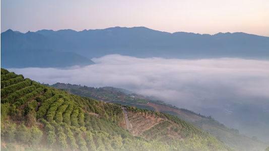 Terroir: How the Mountain Shapes the Leaf