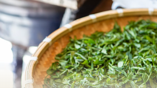 The Six Tea Types: A Guide to China's Taxonomy